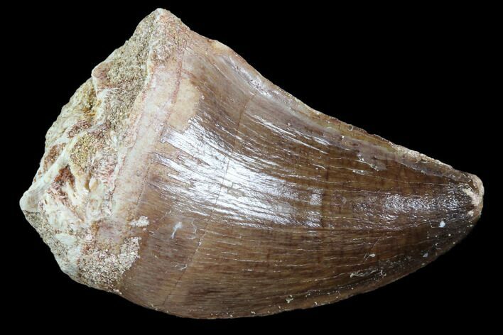 Mosasaur (Prognathodon) Tooth #87666